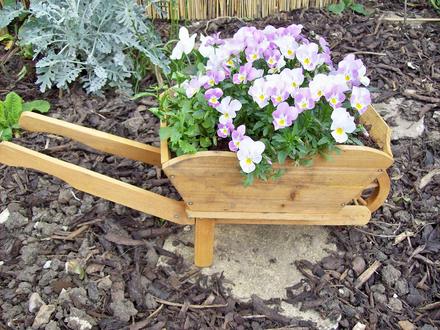 Tiny Barrow filled with violas
