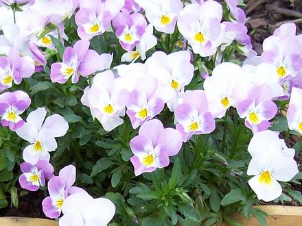 Close Up Of Viola`s 