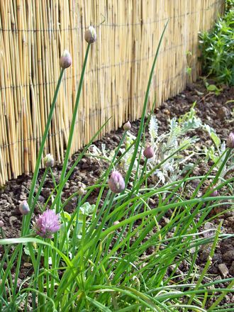 Chives