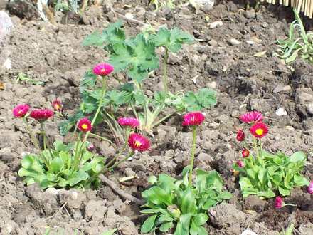 Bellis Daisy/Cranesbill