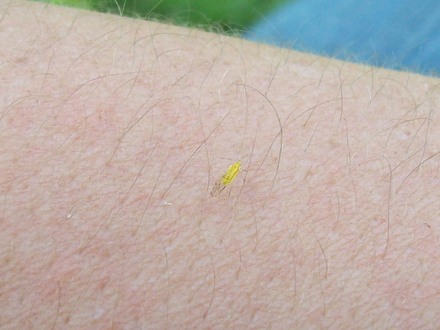 Yellow Fly????