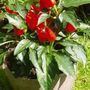 Garden_2007_025