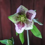 Helleboras