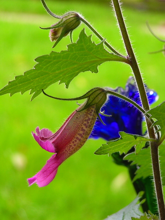 Chinese Foxglove