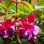Garden_2007_029