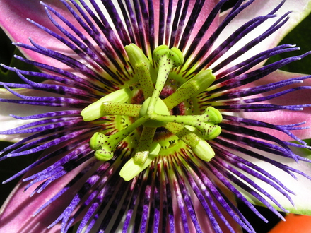 Passion Vine (passiflora)