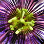 passiflora