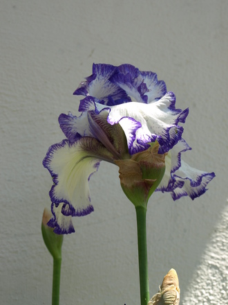Large Iris