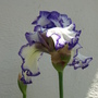 20080410_84
