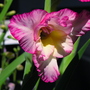 Gladiola