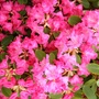 A garden flower photo