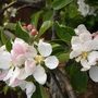 Picture_1420