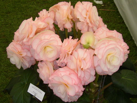 Begonia Ziggy