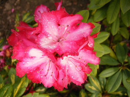 A garden flower photo