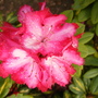 A garden flower photo
