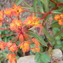 Euphorbia.