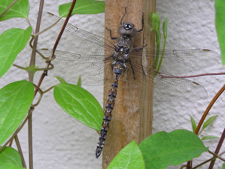 Dragonfly on clematis vine