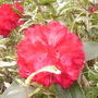 Pict0069