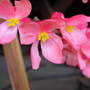 Peruvian_lily_028