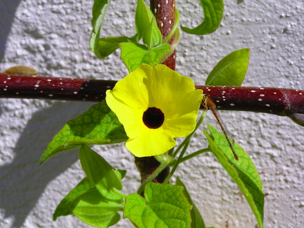 Black-Eyed Susan