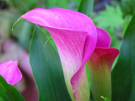 cala lily