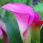 cala lily