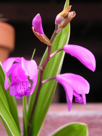 Chinese ground orchid