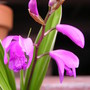 Peruvian_lily_054