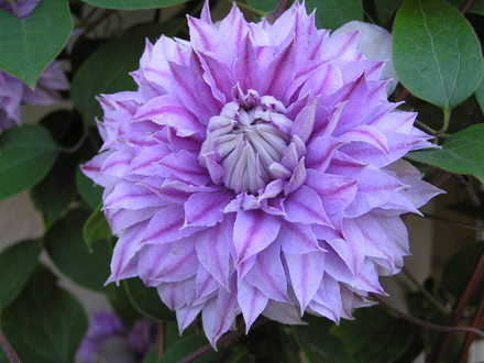 Clematis -double hybrid