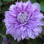 Hybrid_clematis