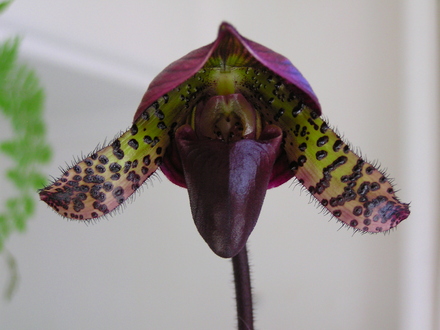 Lady slipper orchid