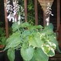 Garden_2007_031