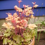 marmalade heuchera (Heuchera)