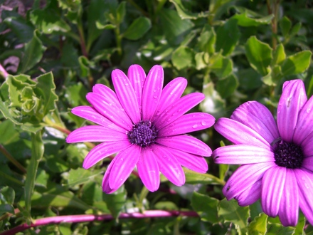A garden flower photo