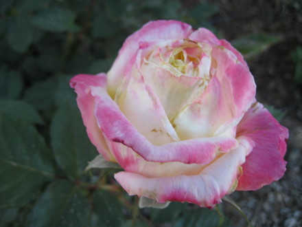Rose (Rosa)