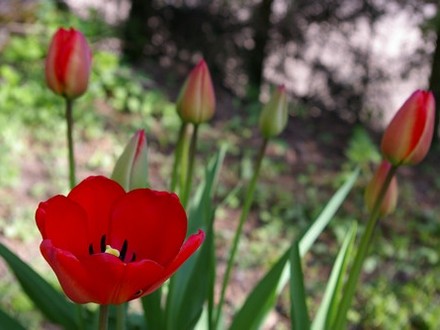The first tulip opens (Tulipa acuminata (Tulip))