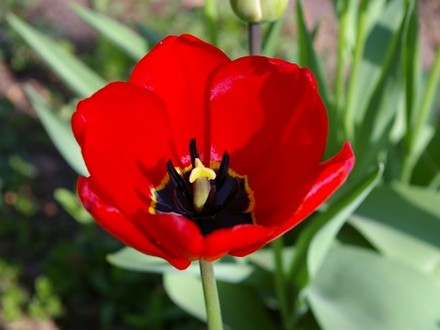 Red tulip close up (first flower to open) (Tulipa acuminata (Tulip))
