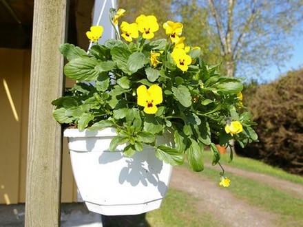 Pansies in hanging basket under balcony (Viola tricolor)