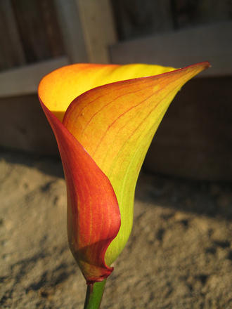 Red & Yellow Calla (Zantedeschia aethiopica (Arum lily))