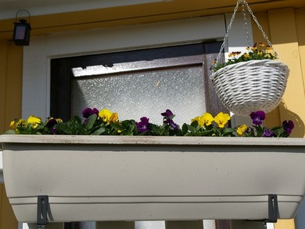 Window box and hanging basket on balcony (Viola tricolor)