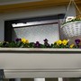 Window box and hanging basket on balcony (Viola tricolor)