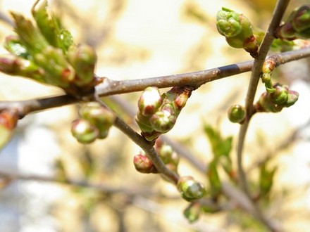 First cherry blossom. (Prunus cerasus (Cherry))