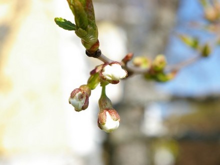 A garden flower photo (Prunus cerasus (Cherry))