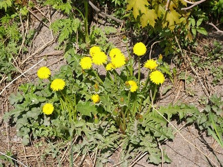 Growing near the christmas tree hedge (Taraxacum officinale (Dandelion))