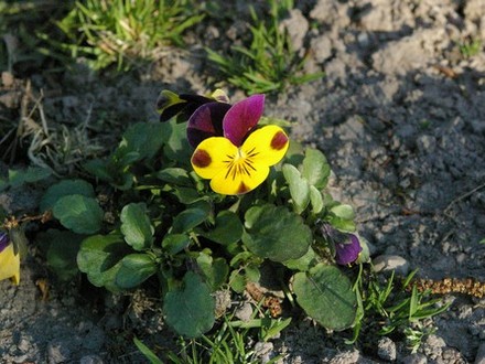 In meadow (Viola tricolor)