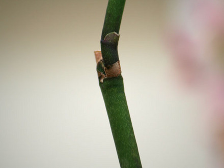 A garden flower photo