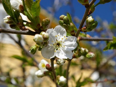 A garden flower photo (Prunus cerasus (Cherry))