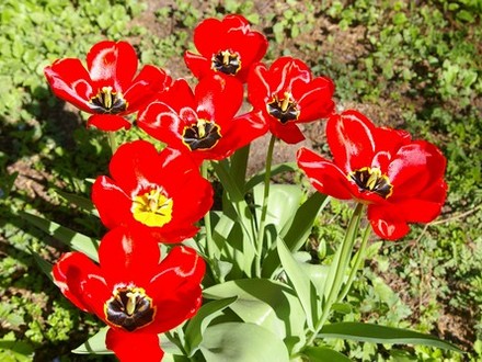 A garden flower photo (Tulipa acuminata (Tulip))
