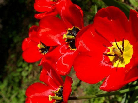 A garden flower photo (Tulipa acuminata (Tulip))
