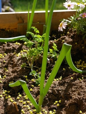 After about 10 months of growth (Alium fistulosum)